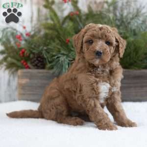 Clancy, Mini Labradoodle Puppy